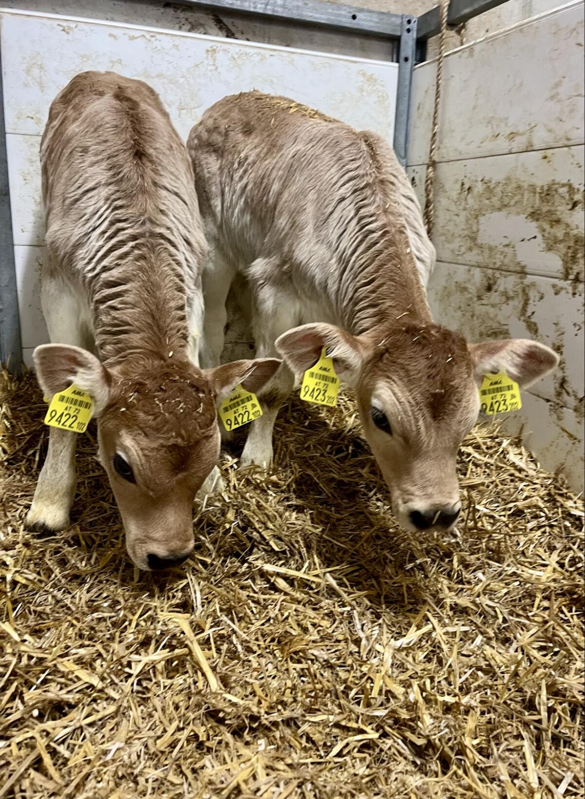 Bio Tiroler Grauvieh Zwillingspärchen Kuhkälber Kuhkalb Kalb 3