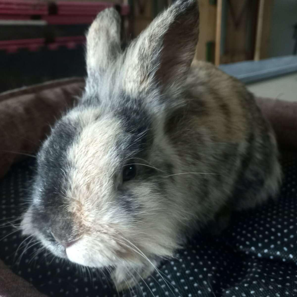 Löwenkopf Zwergkaninchen 3