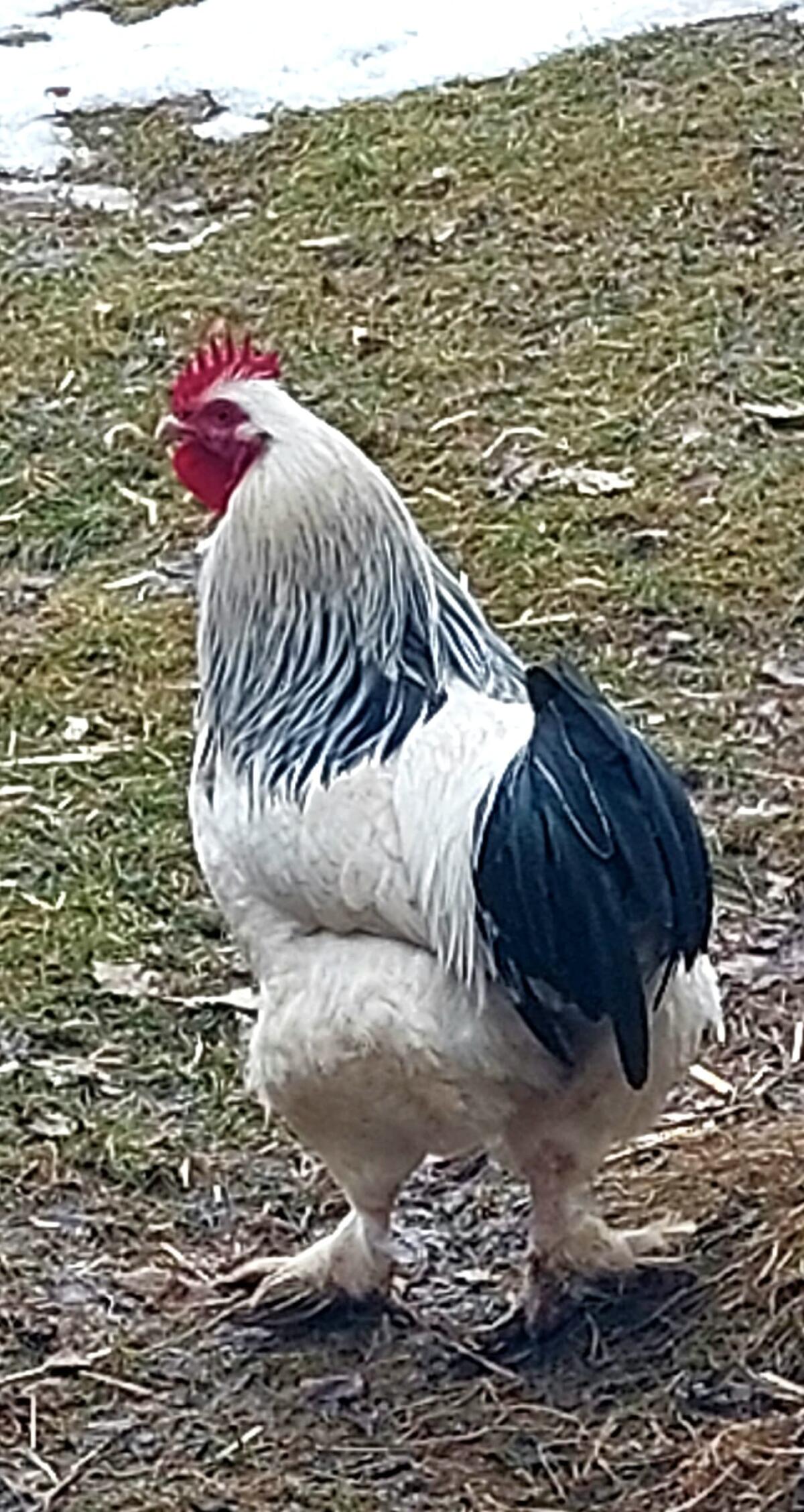 Reinrassige Sundheimer- und Barnevelder-Junghähne zu vergeben 2