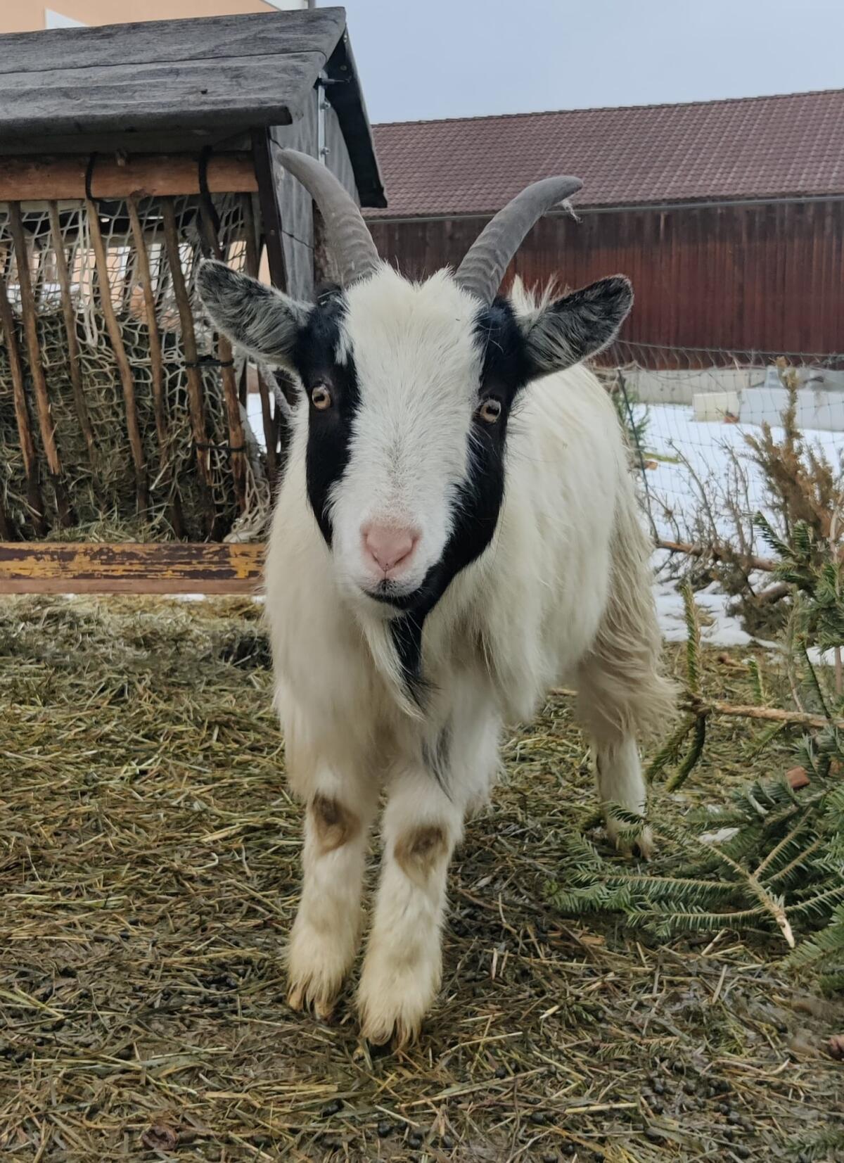 Zwergziegenbock kastriert 2