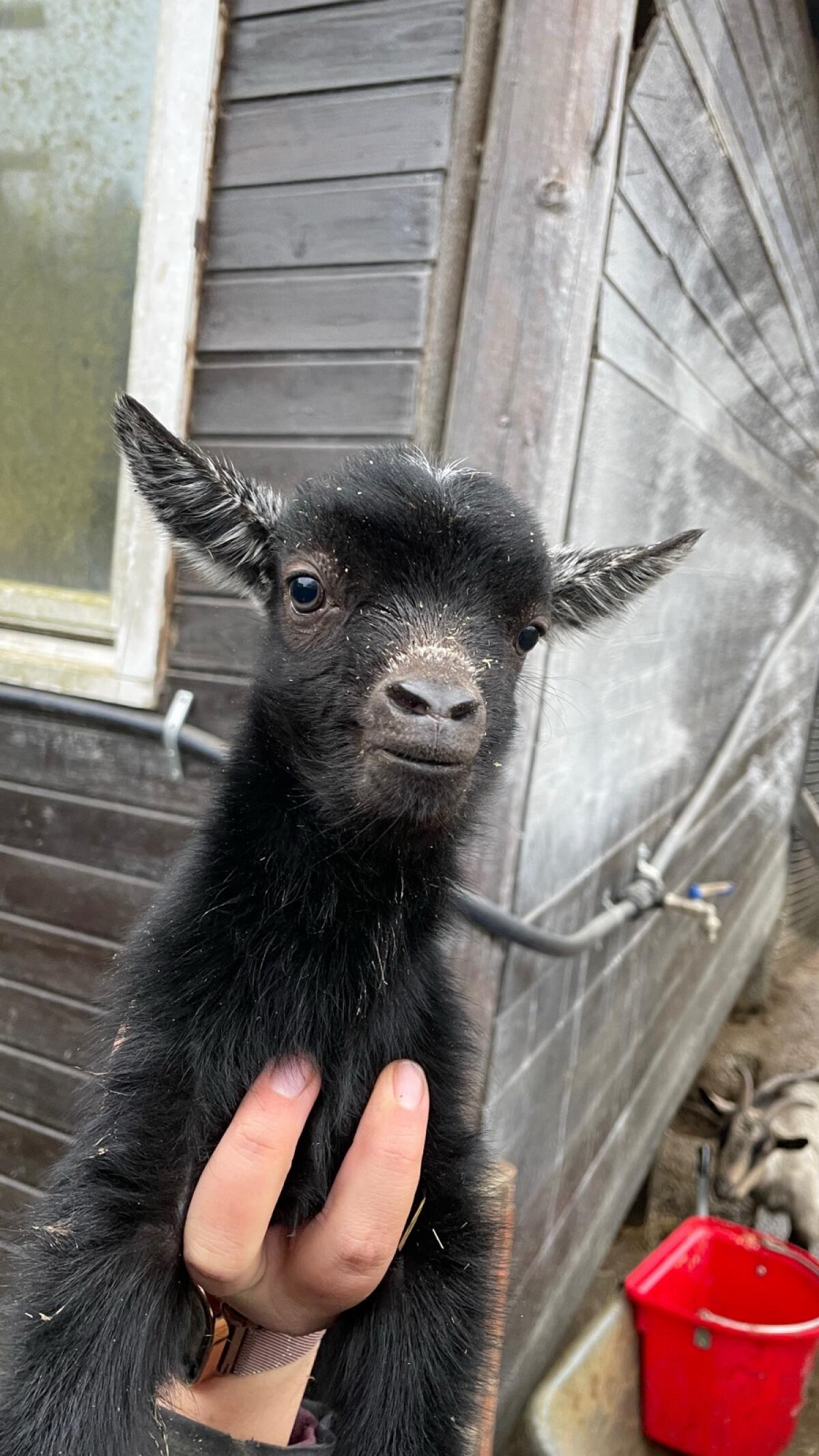 Afrikanische Zwergziegen 2
