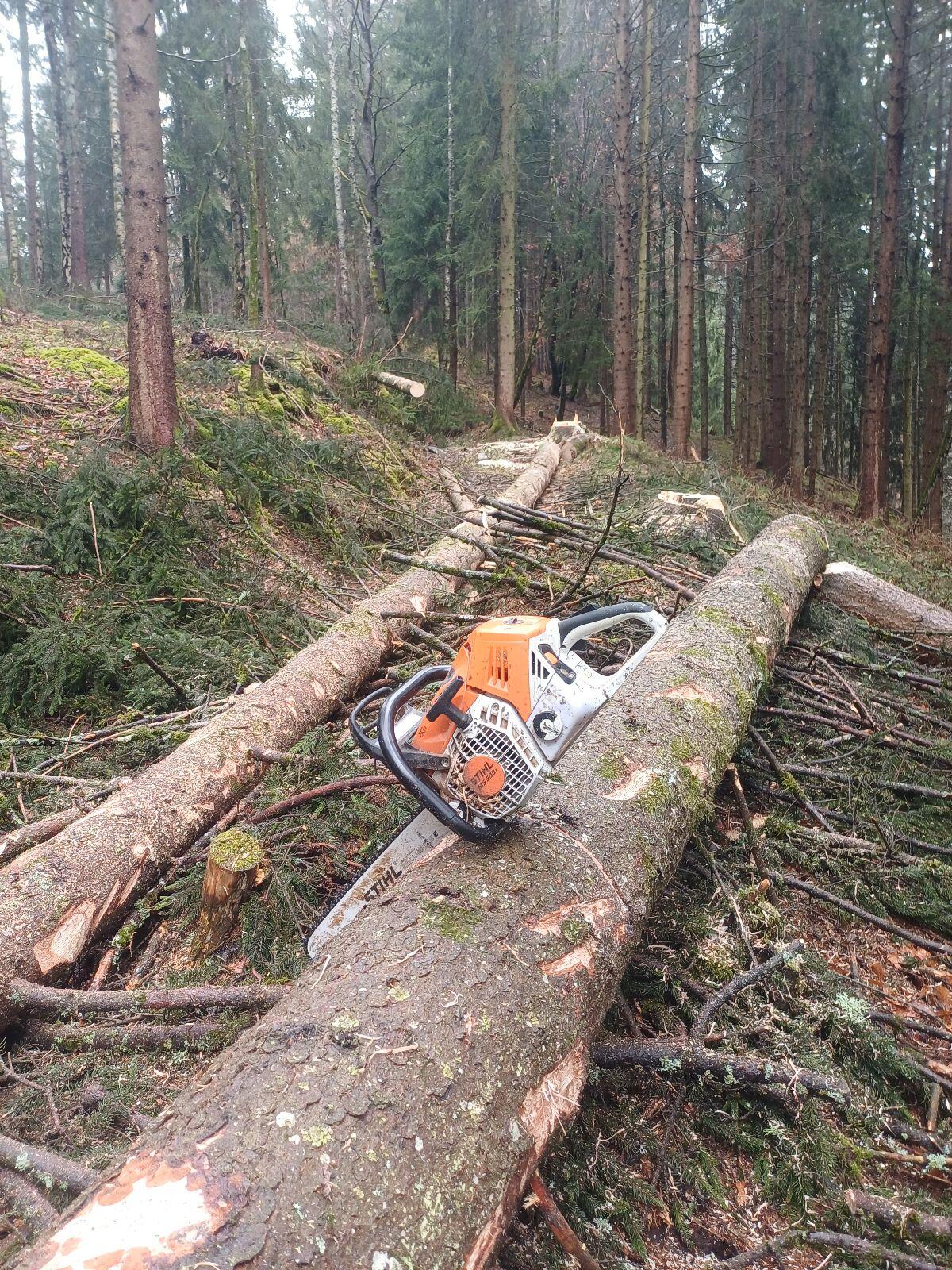 Holzschlägerungen, Bringung 3