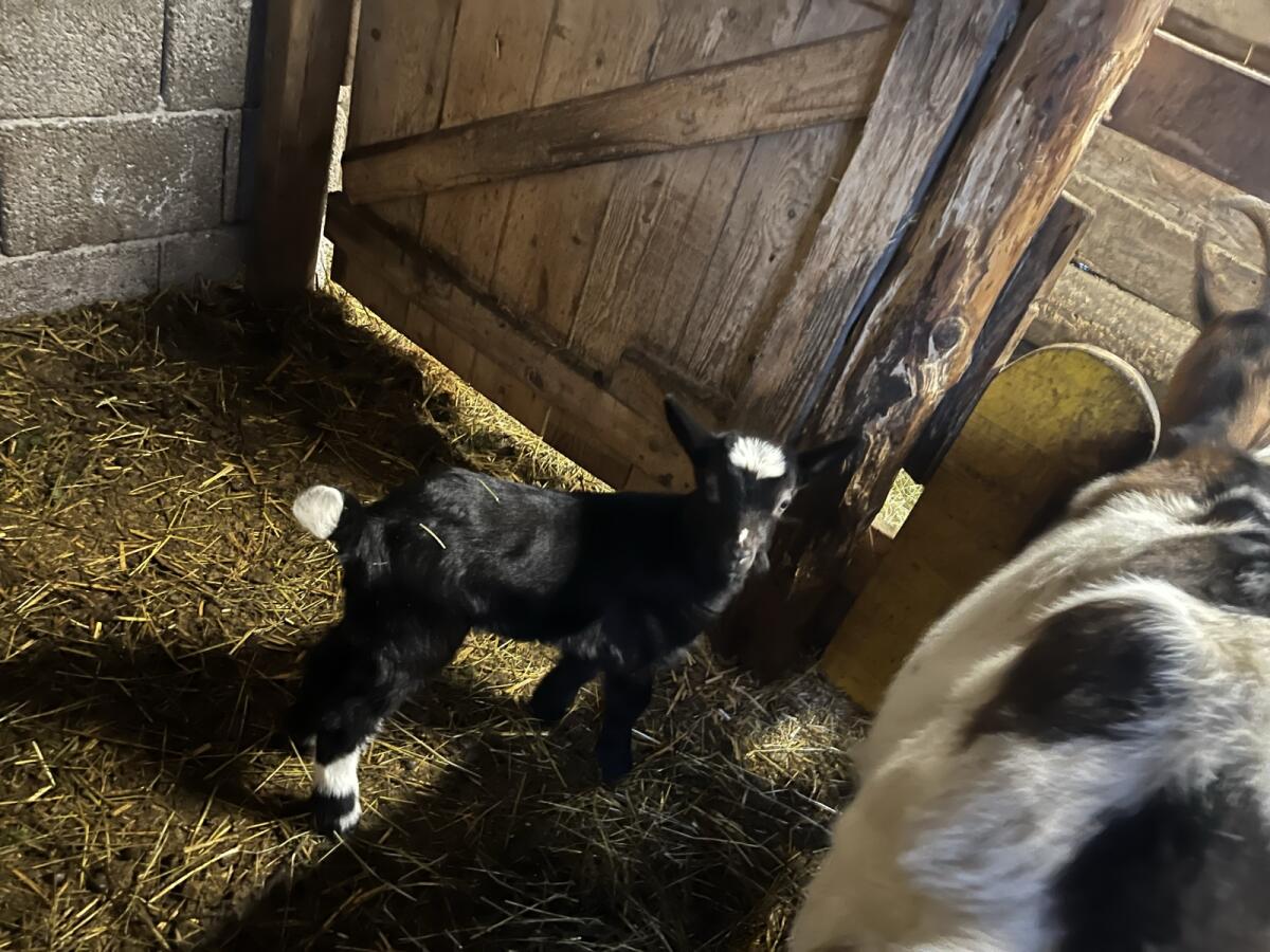 Tauernschecken Kitze 2