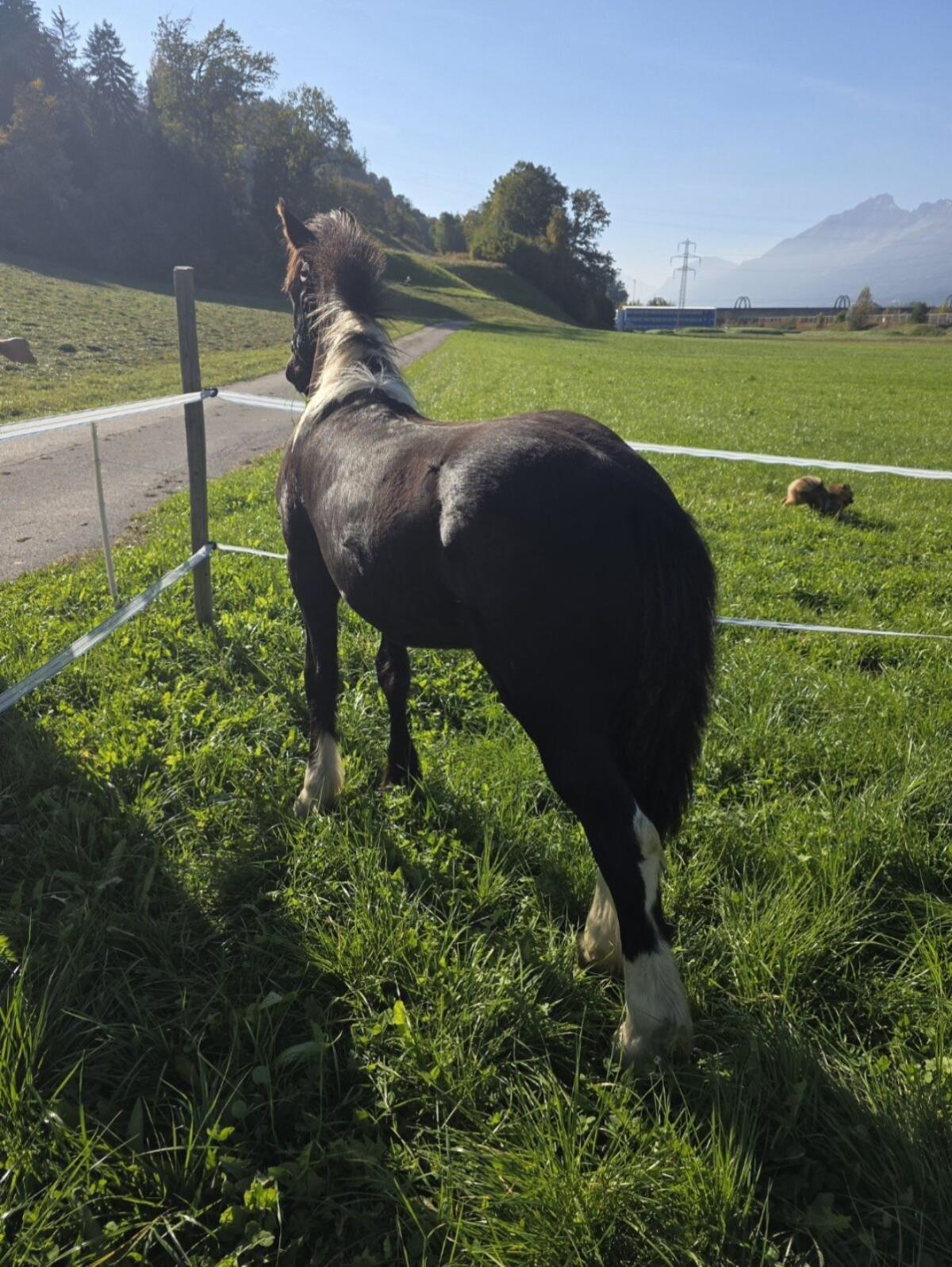 10 Monate altes Friesen-Mix-Fohlen Hengst 2