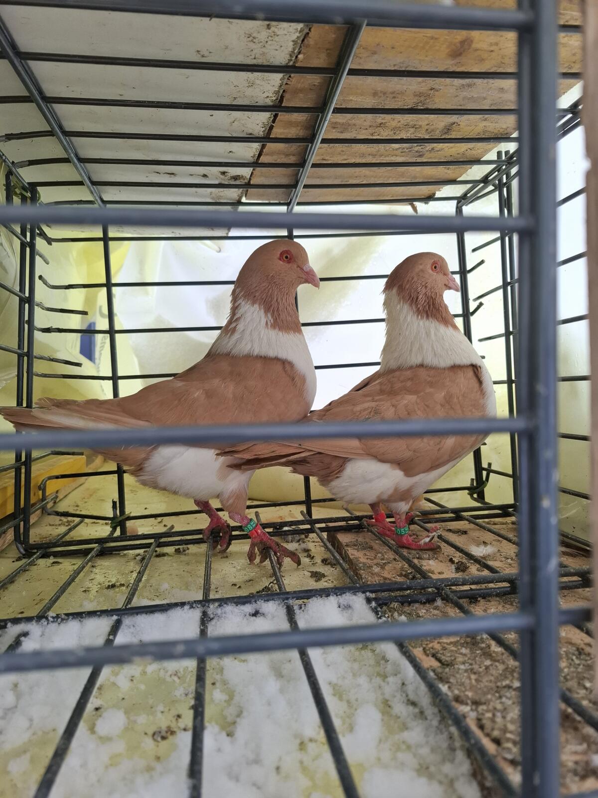 Verschiedene Rassen 3