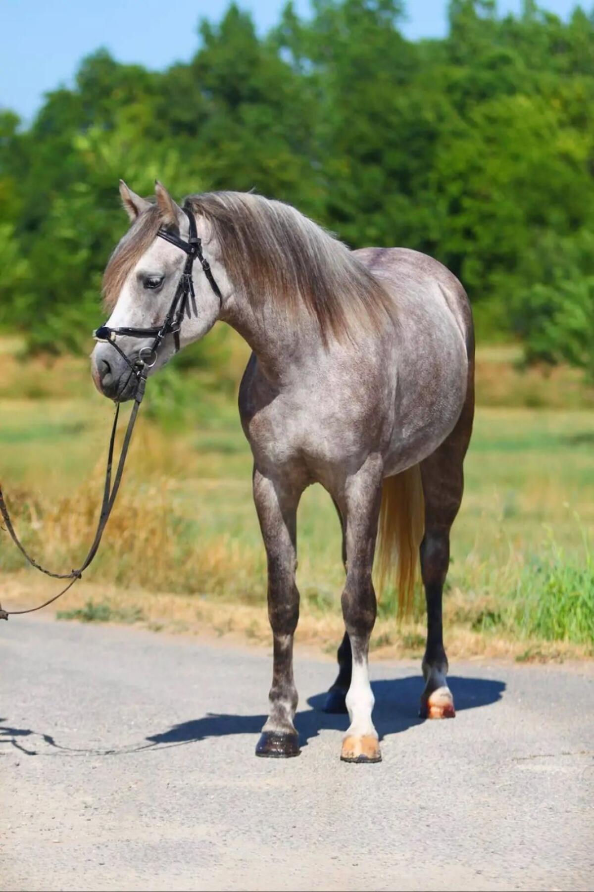 Connemara Stute Barbie 2