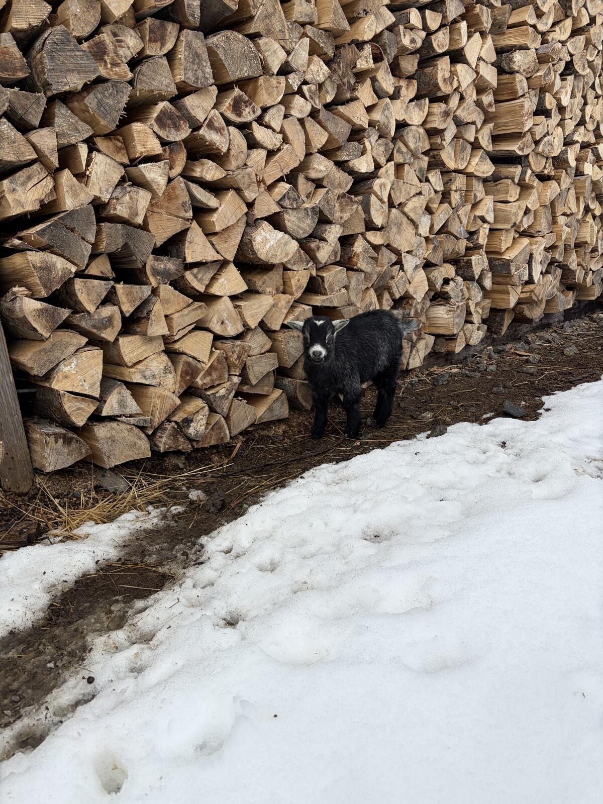 Zwergziegen zu verkaufen 2