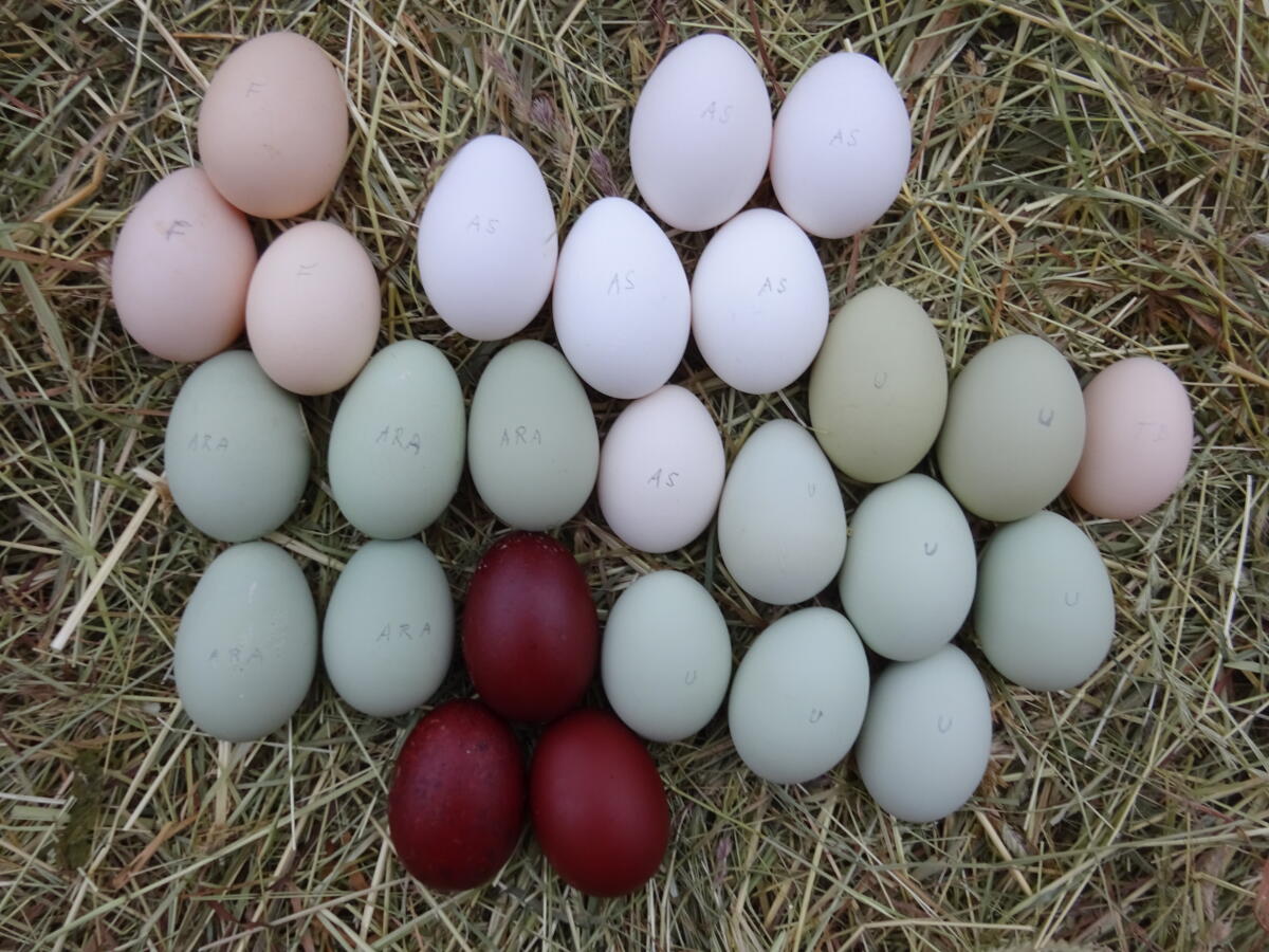 Speiseeier, Eier von alten Rassen 2