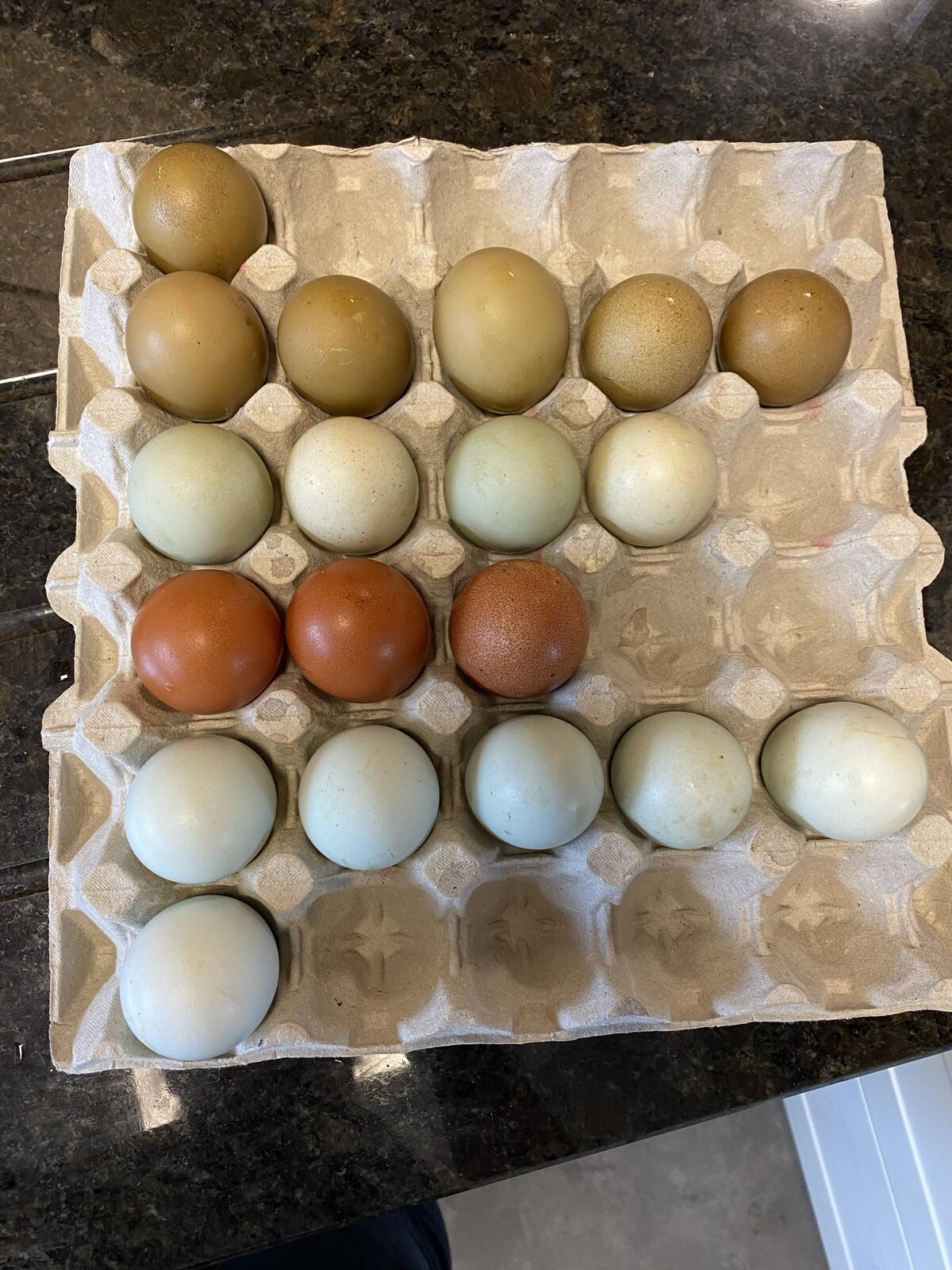 Bruntleger-Bruteier 3