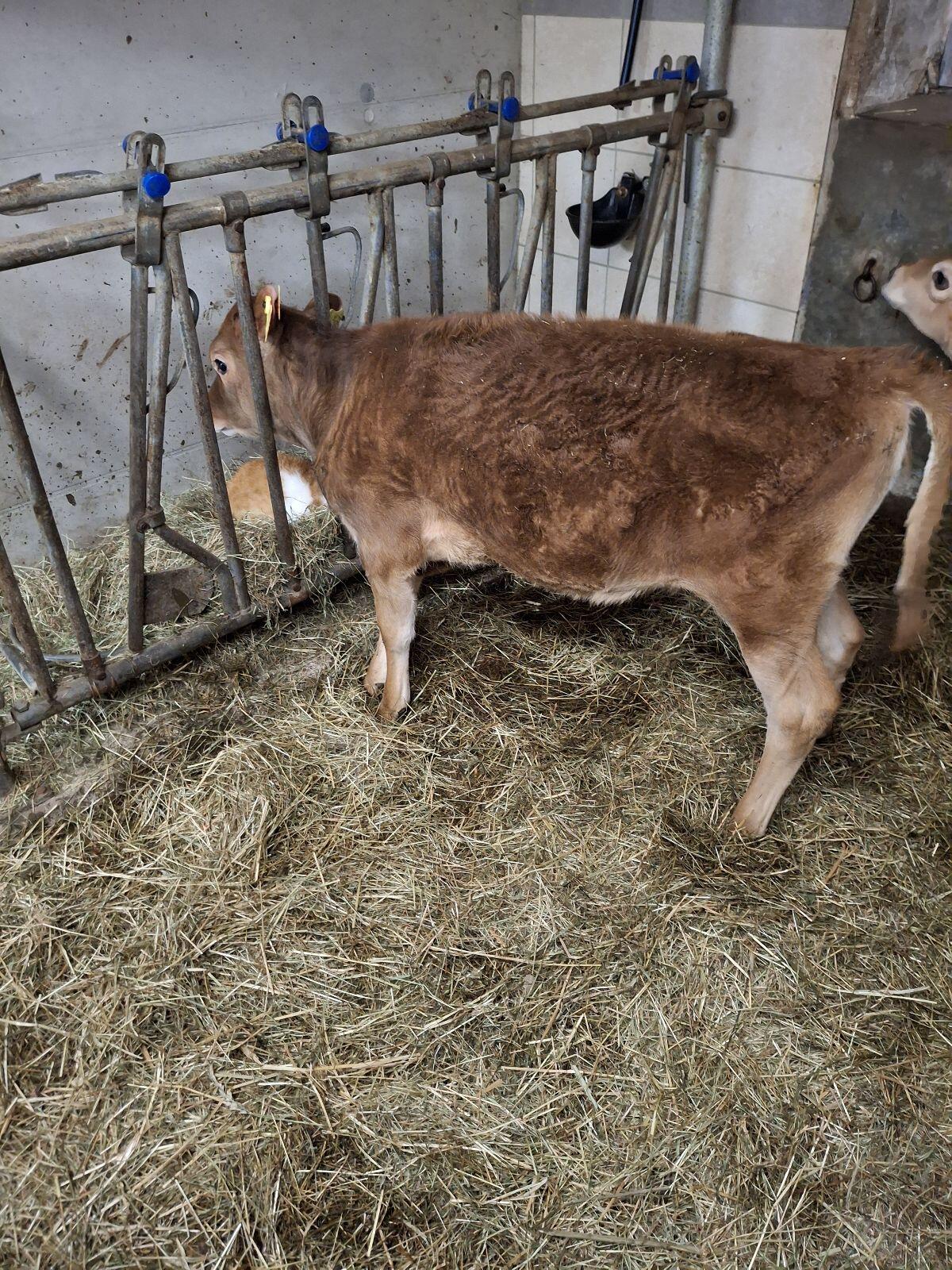 BIO Jersey Kuhkalb 3