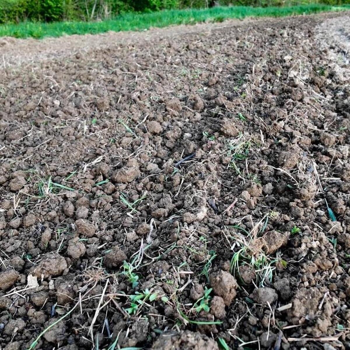 Begrünung und Feldfutter einarbeiten sowie Aussaat in einer Arbeitsgang 3