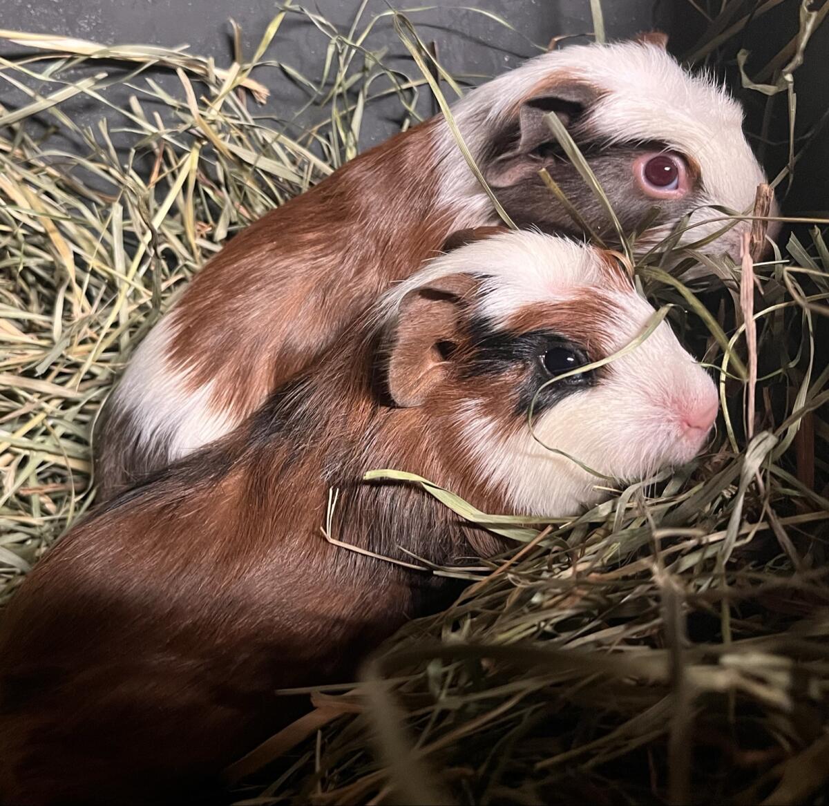 Junge Meerschweinchen Böcke 2