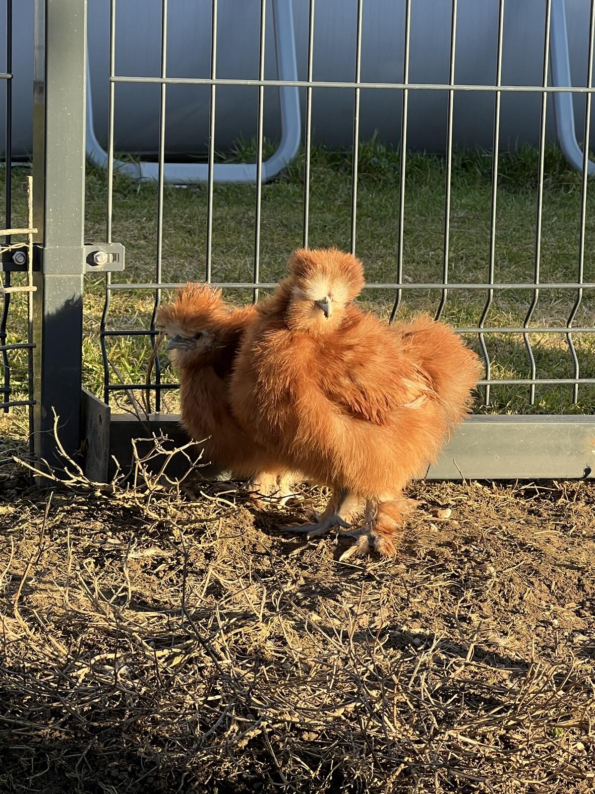 Rote Seidenhühner geimpft 2