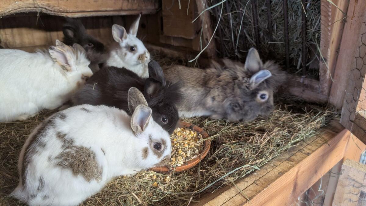 Löwenkopf Zwergkaninchen in allen Farben laufend zu vergeben. 3