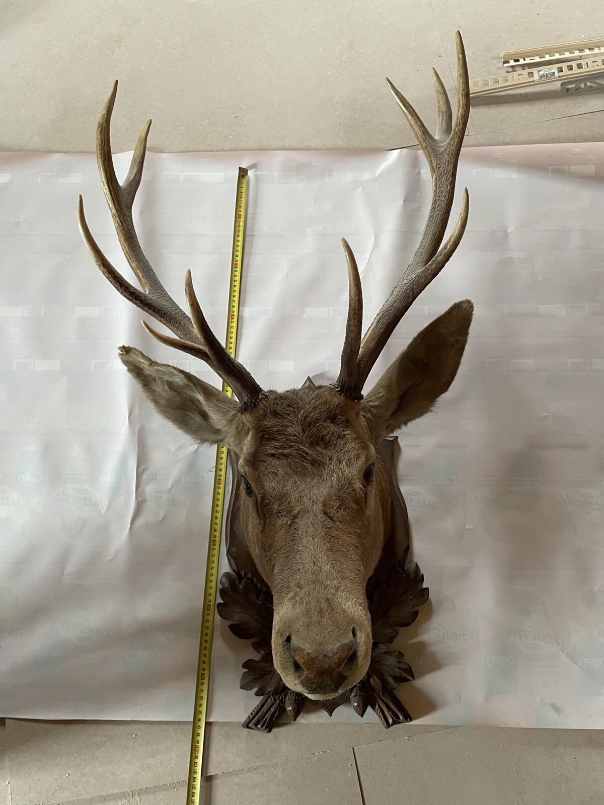 Präparierter Hirschkopf 2