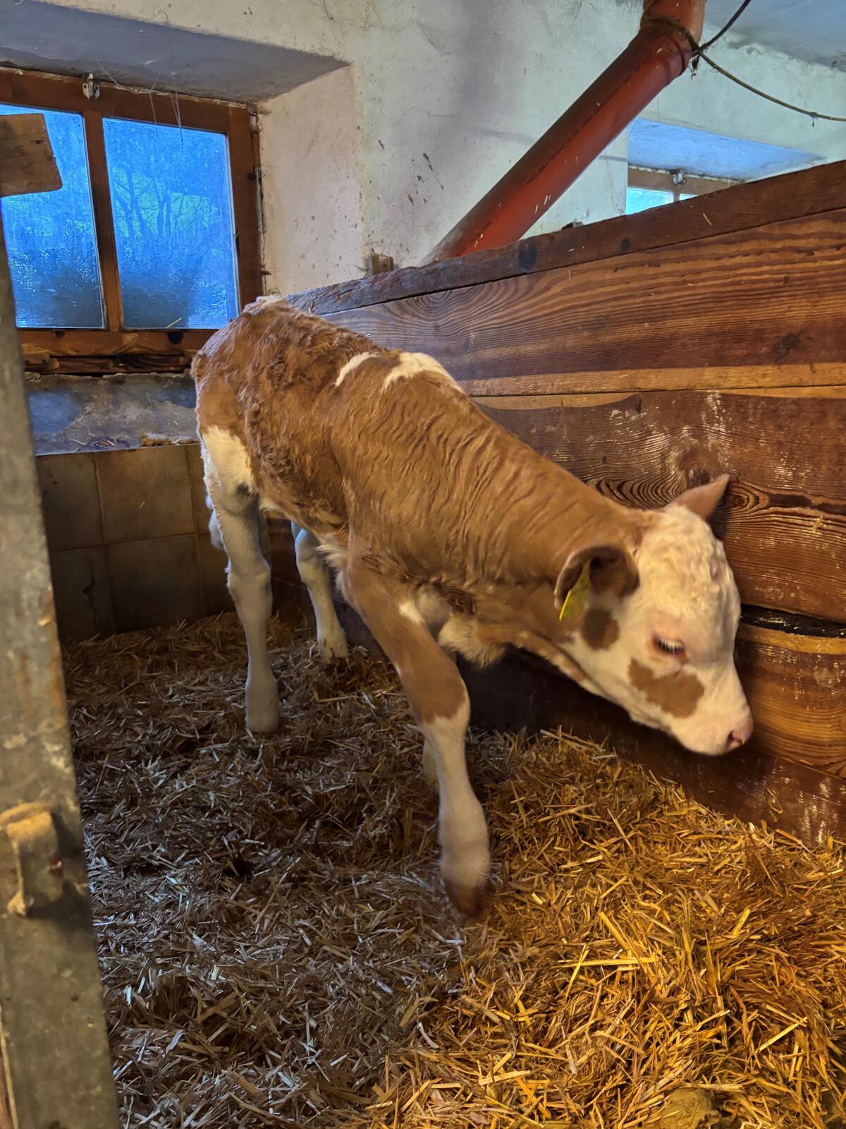 Bio Fleckvieh Zuchtkalb gen. Hornlos 2