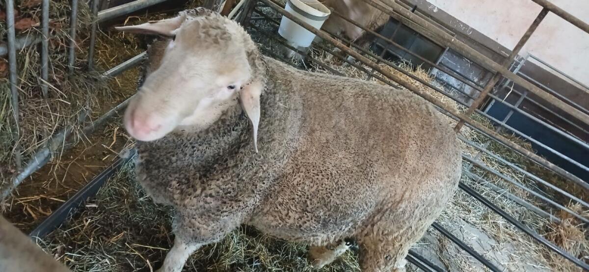 Merinowidder, Schafbock, Widder 2