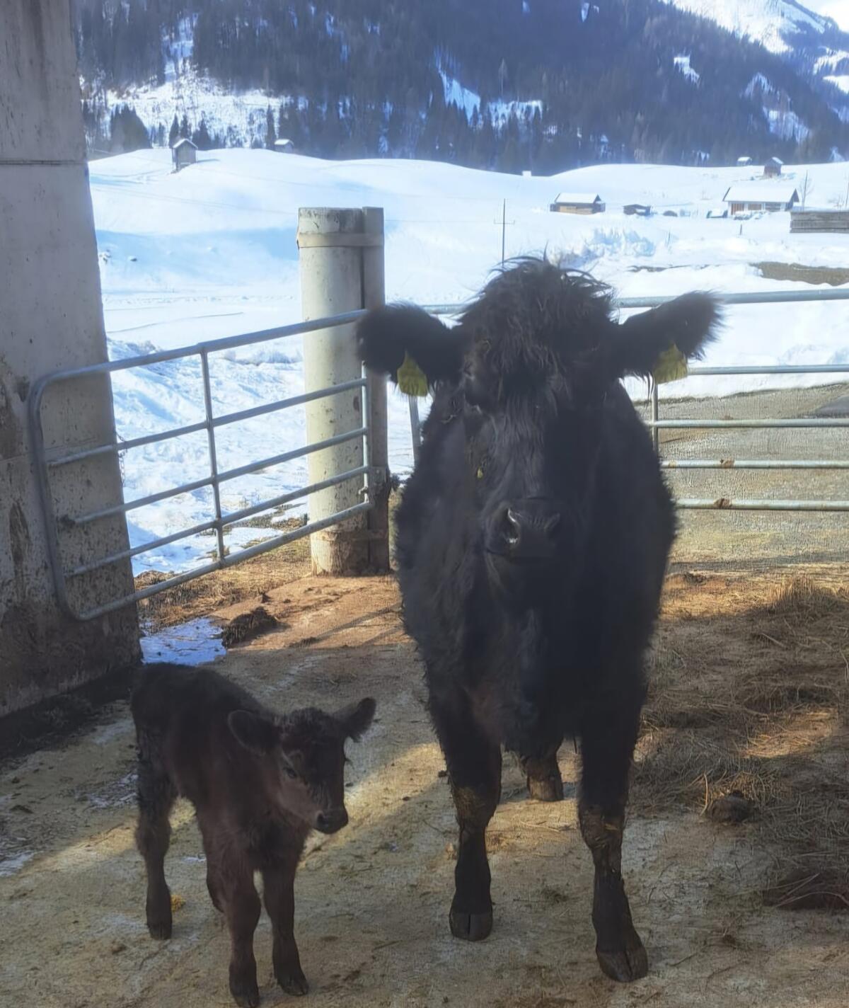 Angus Galloway Kalbinnen und Kälber 2