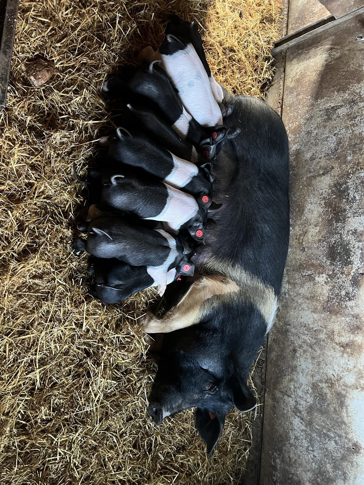 Mastferkel Schwäbisch Hall 2