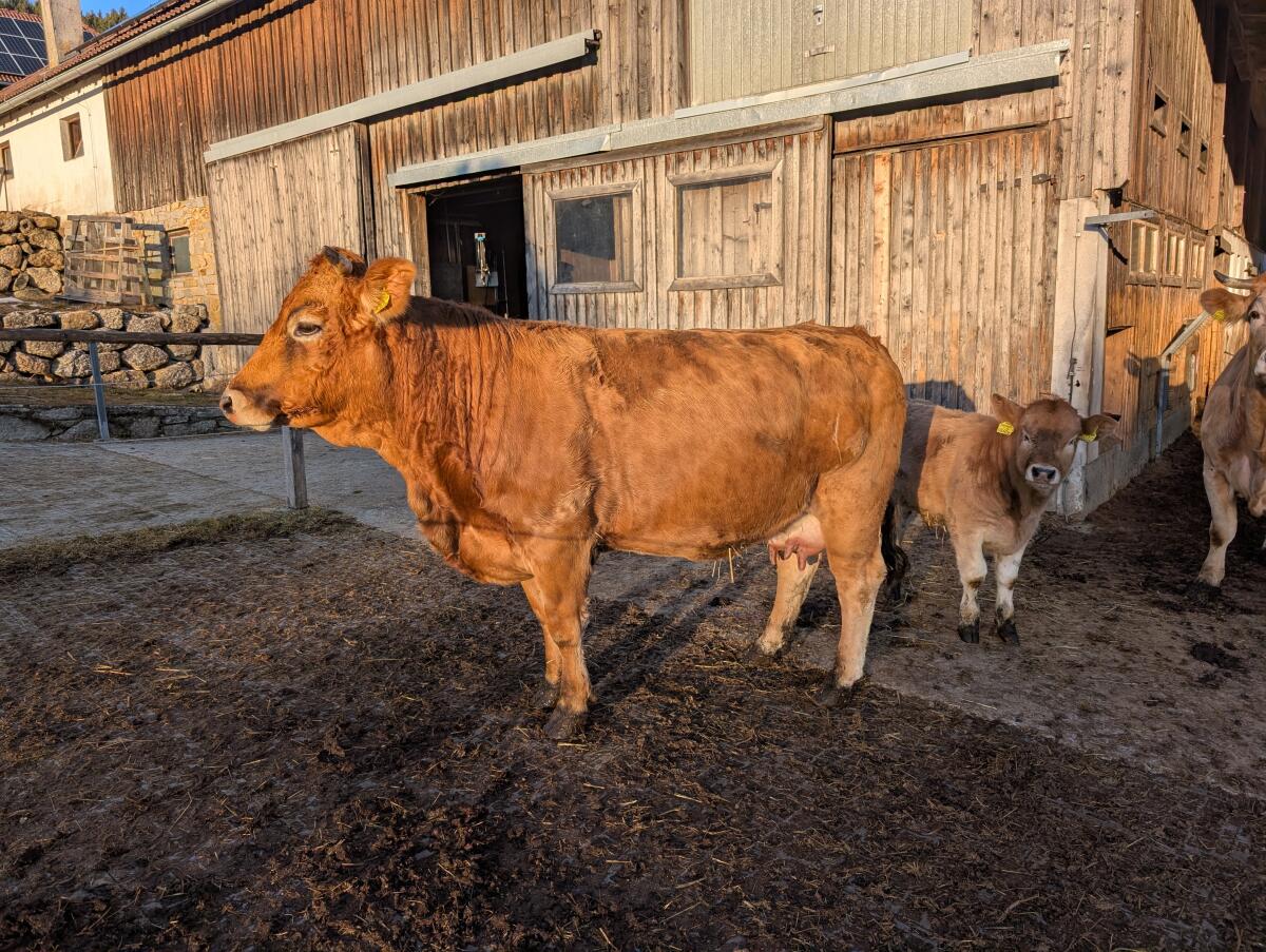 Murbodner Kühe Bio 3