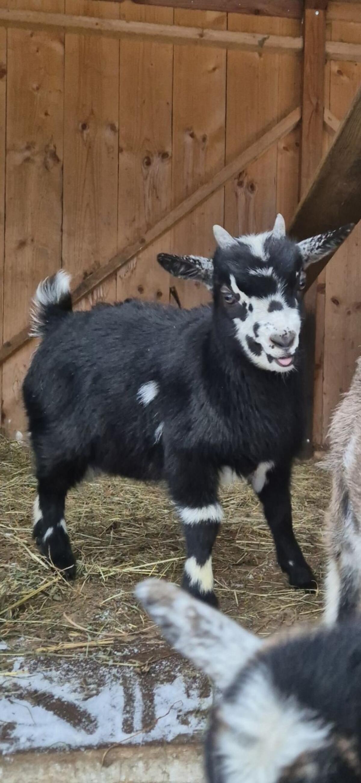 Zwergziegen und Bergschaflämmer 2