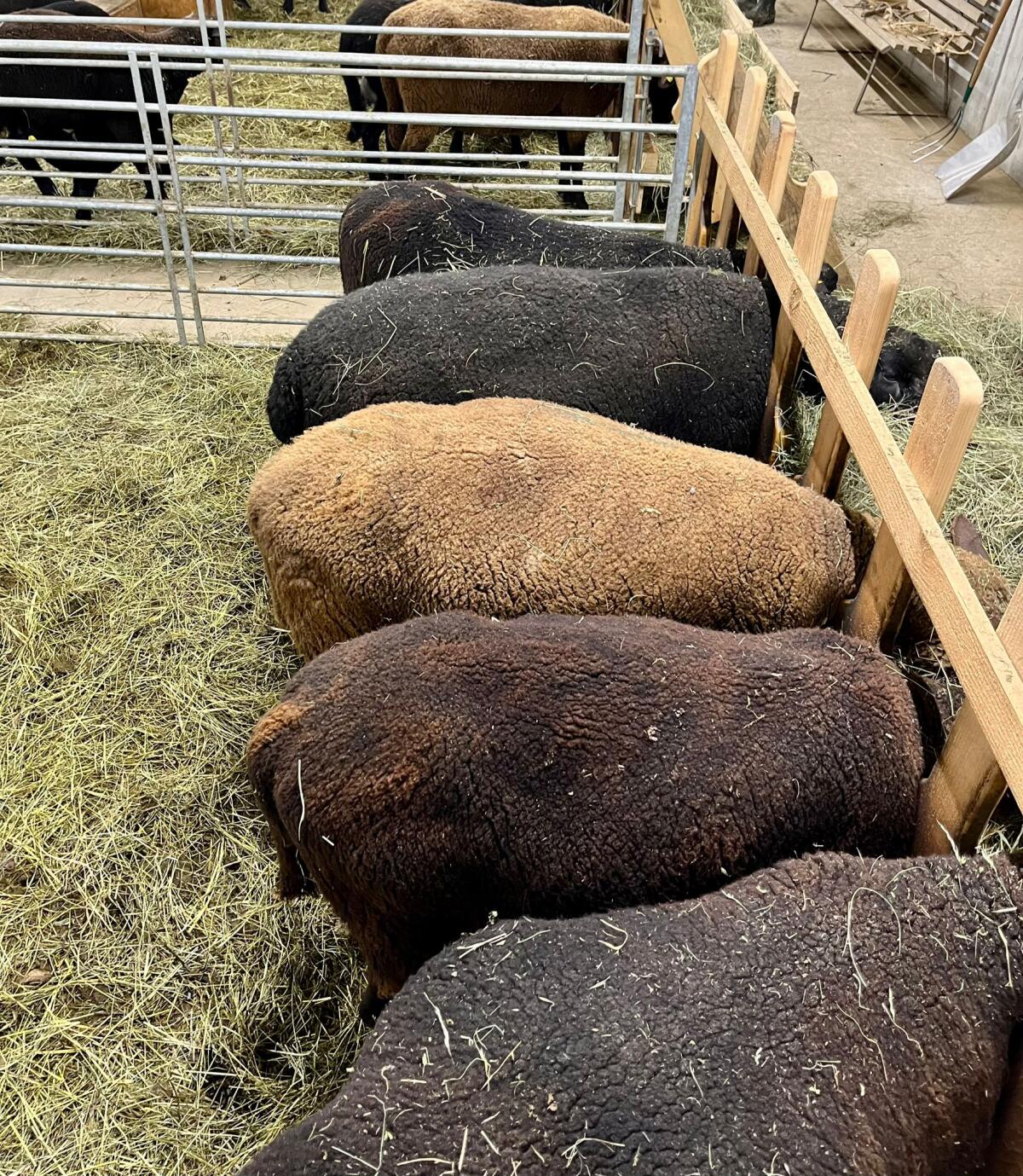 Mutterschafe, Jura 2