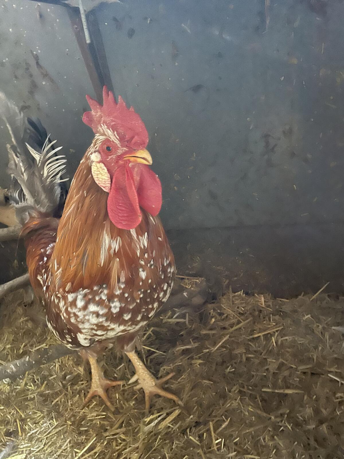 Bruteier Schwedisches Blumenhuhn 2