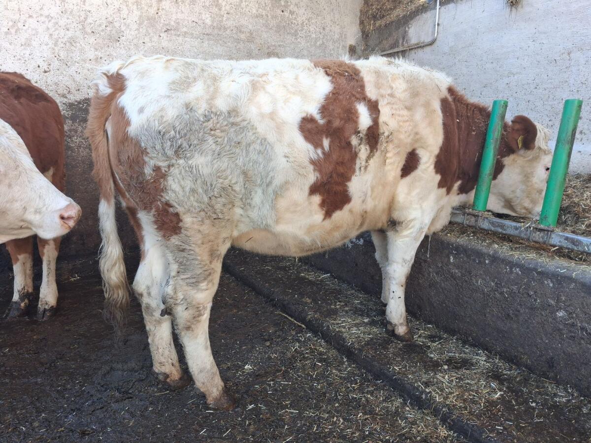 Trächtige Fleckviehkalbin 2