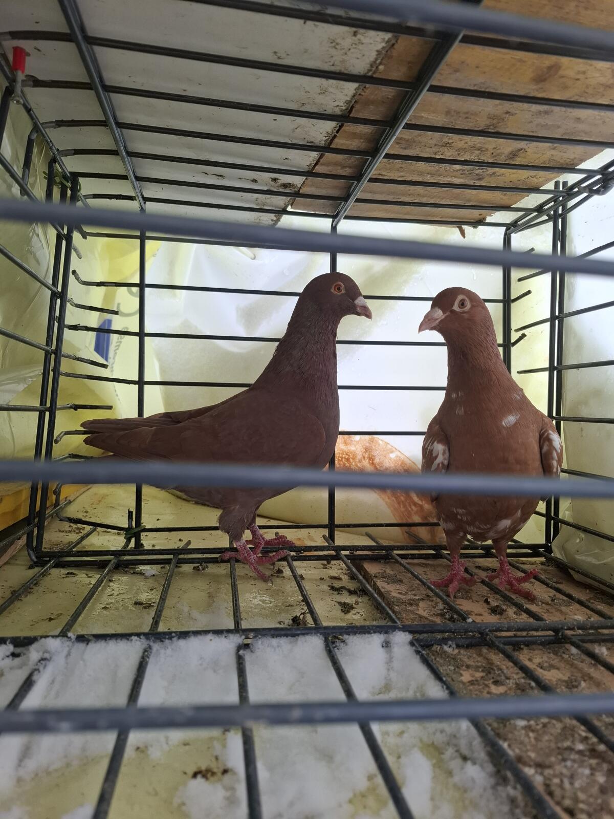 Verschiedene Rassen 2