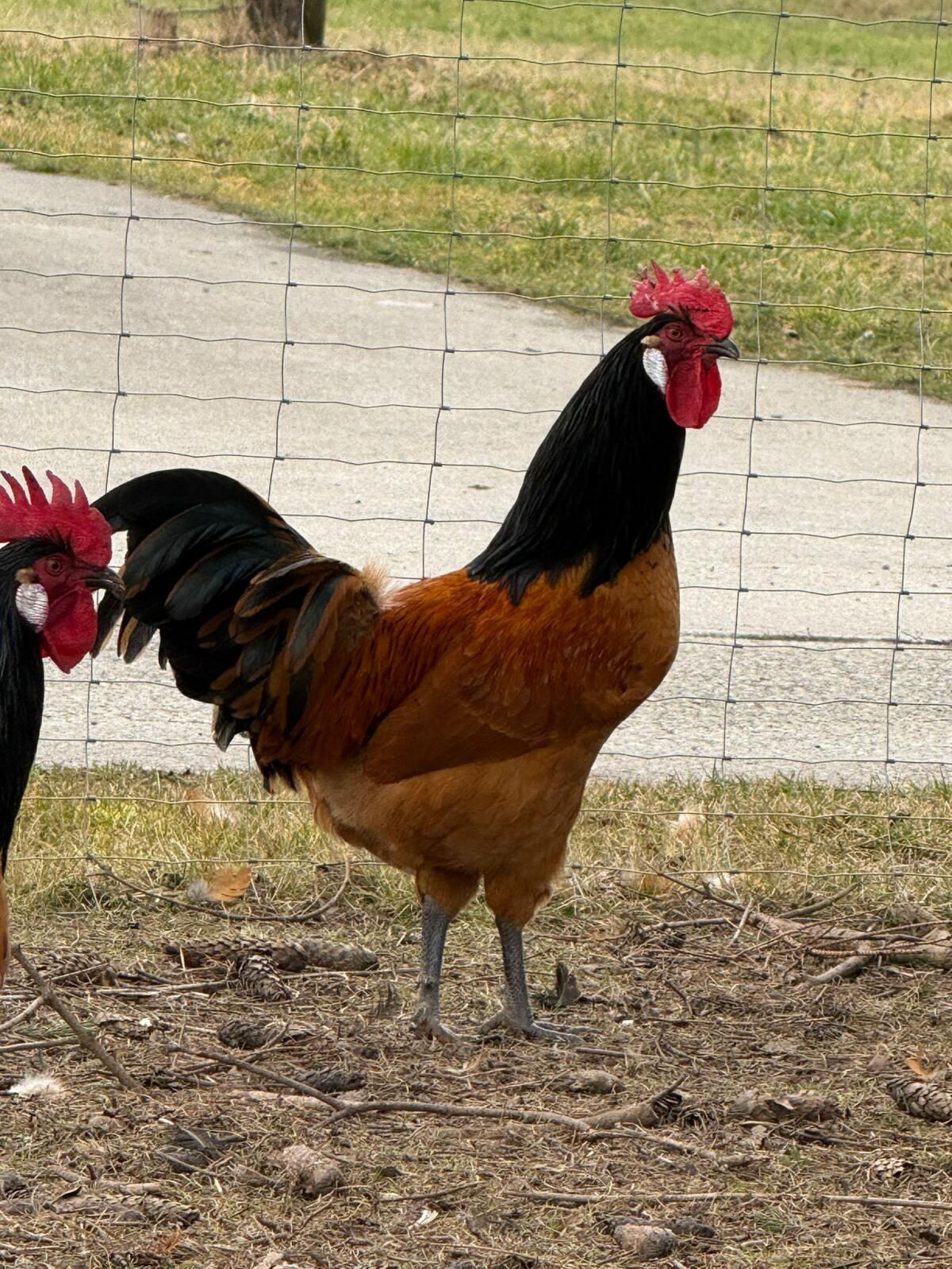 Junghähne der Rasse Vorwerk 3