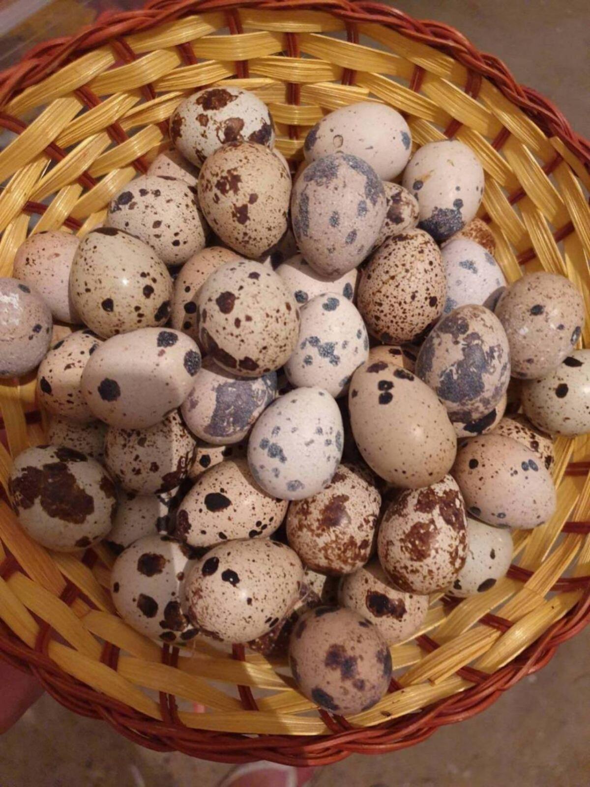 Wachteln, Wachteleier, Wachtelbruteier 3