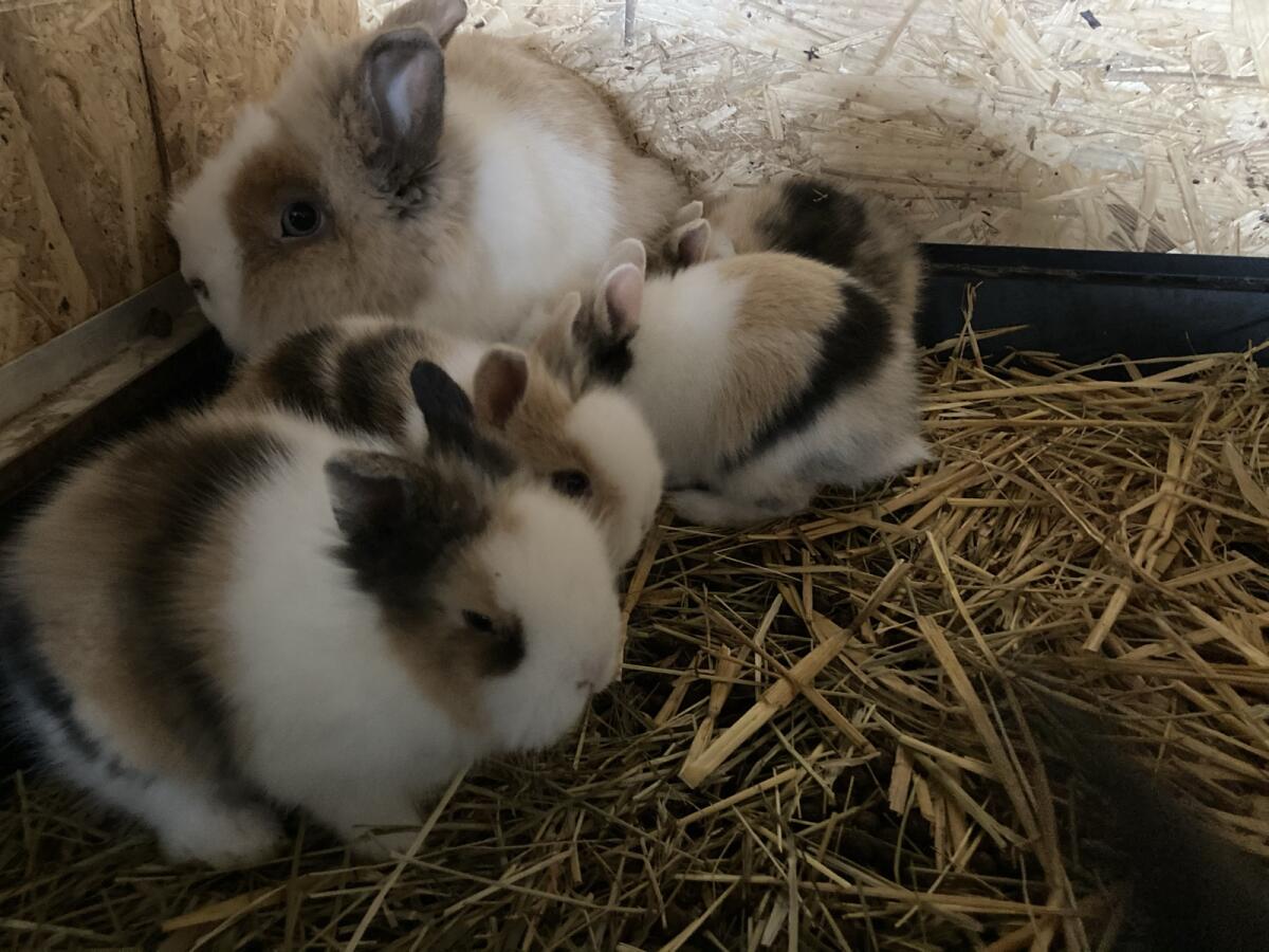 Zwergwidder Minilop Löwenköpfchen Zwergkaninchen 3