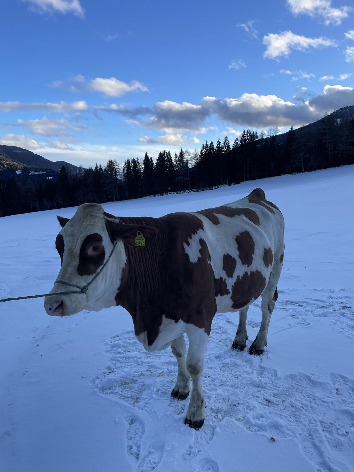 Bio Fleckvieh Erstlingskuh 2