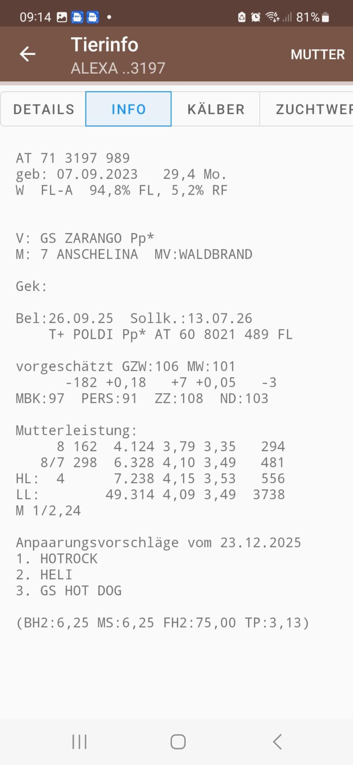 Trächtige Fleckviehkalbinnen 2