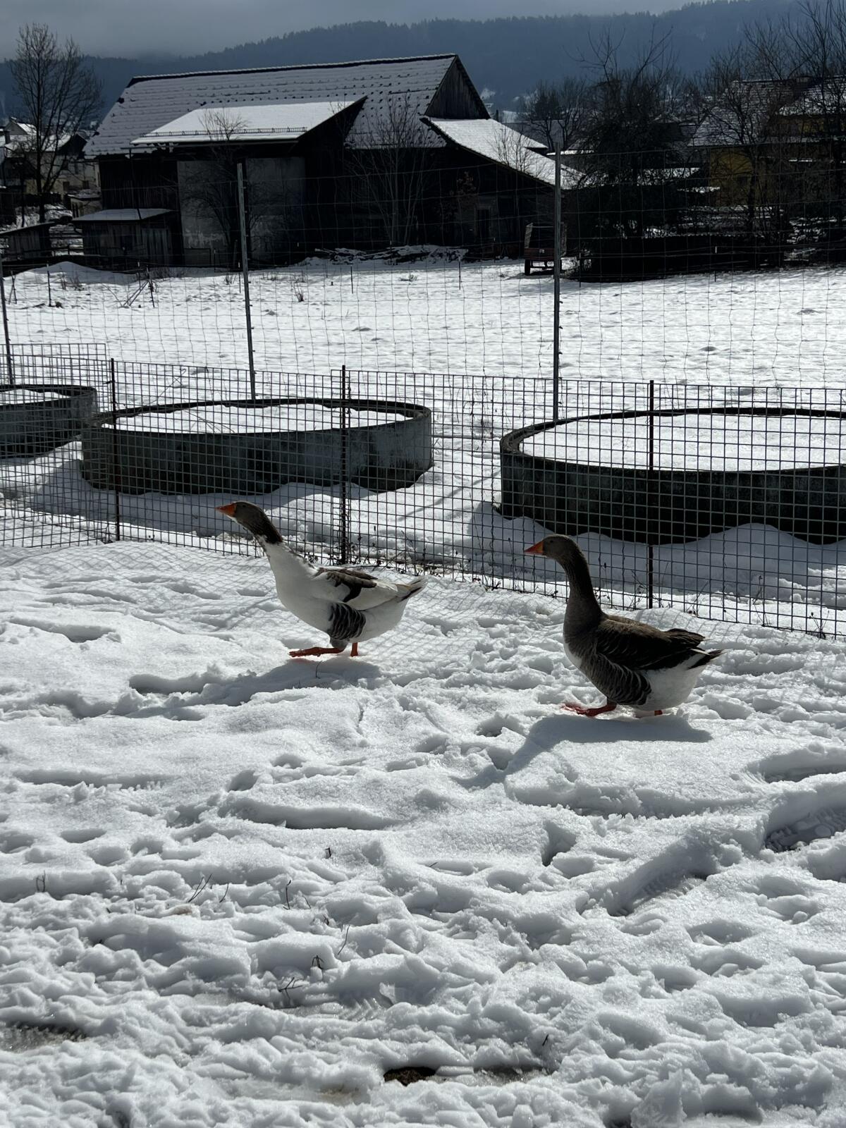 Zwei Land-Hausgans Mix Gänse 3