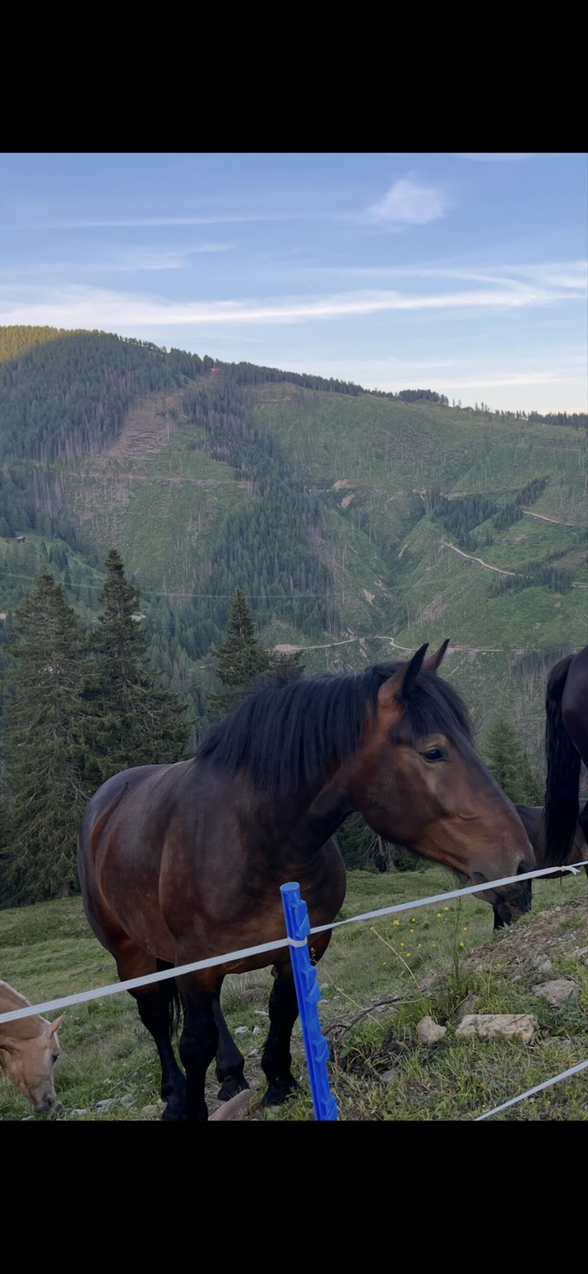 Noriker Stute 4 Jahre 2