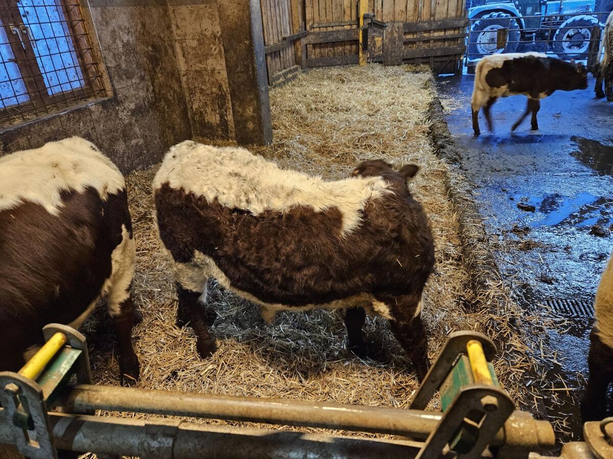 Pinzgauer Stierkälber 3