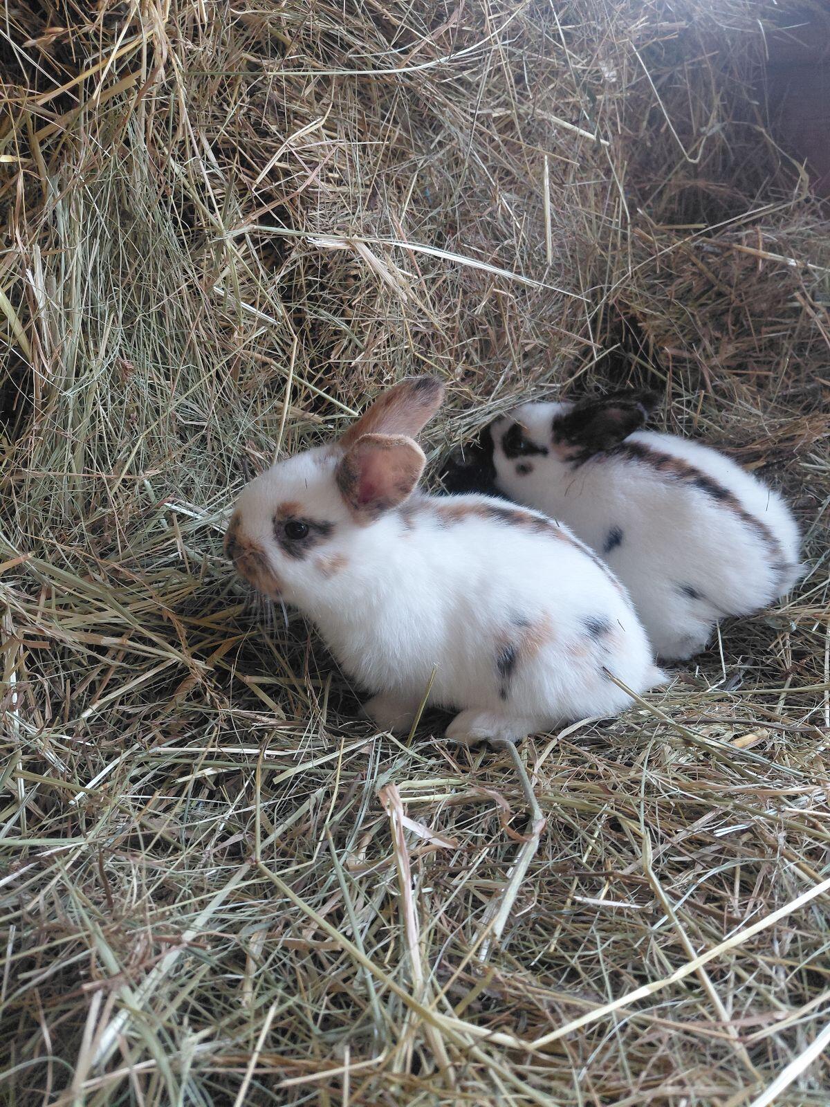 Dreifarbenschecken 3