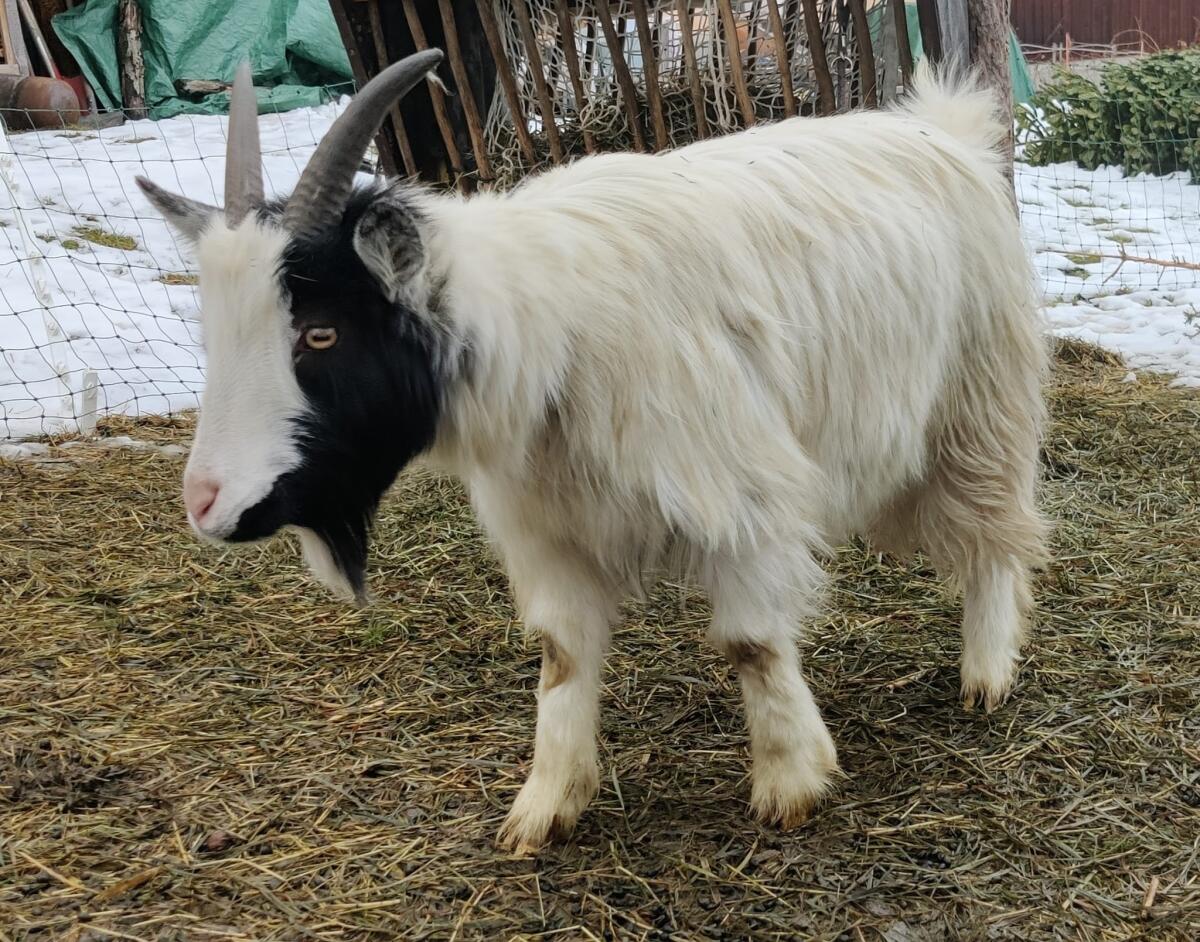 Zwergziegenbock kastriert 3