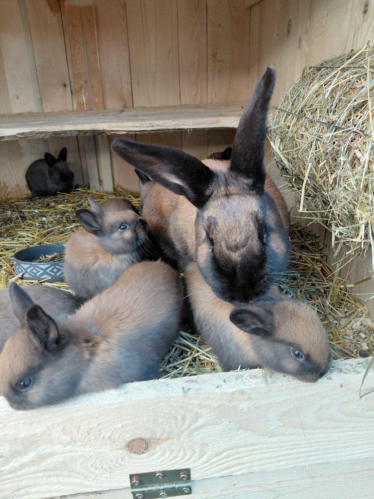 Thüringer Kaninchen 2