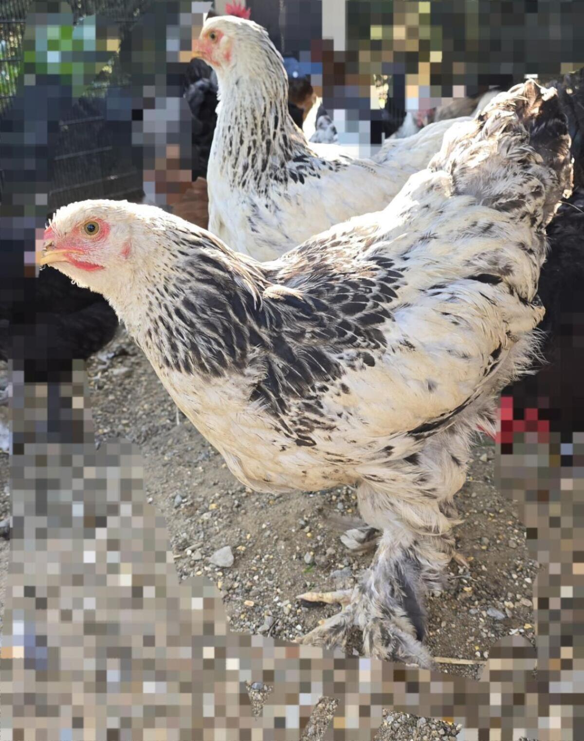 Brahma Junghennen sowie Hahn, Gänse von 2025, Bruteier 2