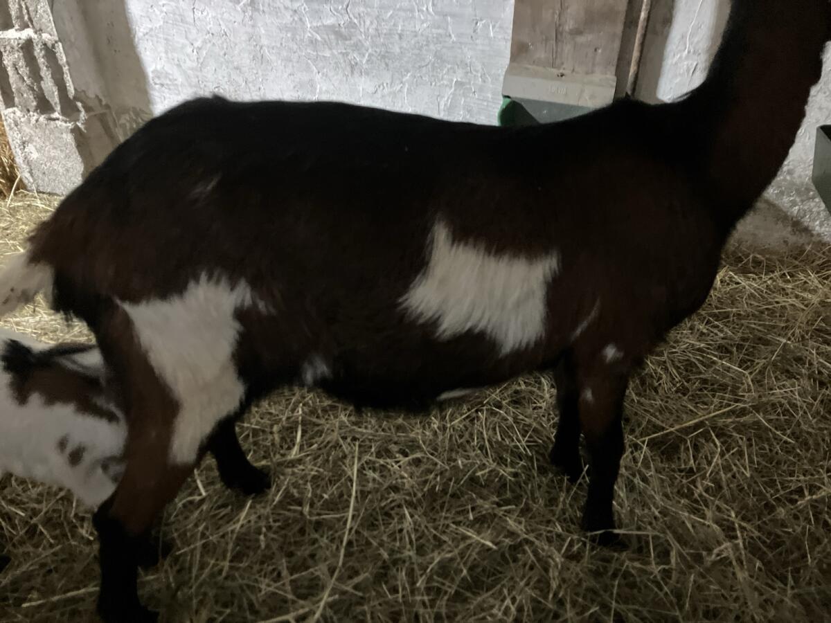 Tauernschecken-Ziege „Elsa“ 3