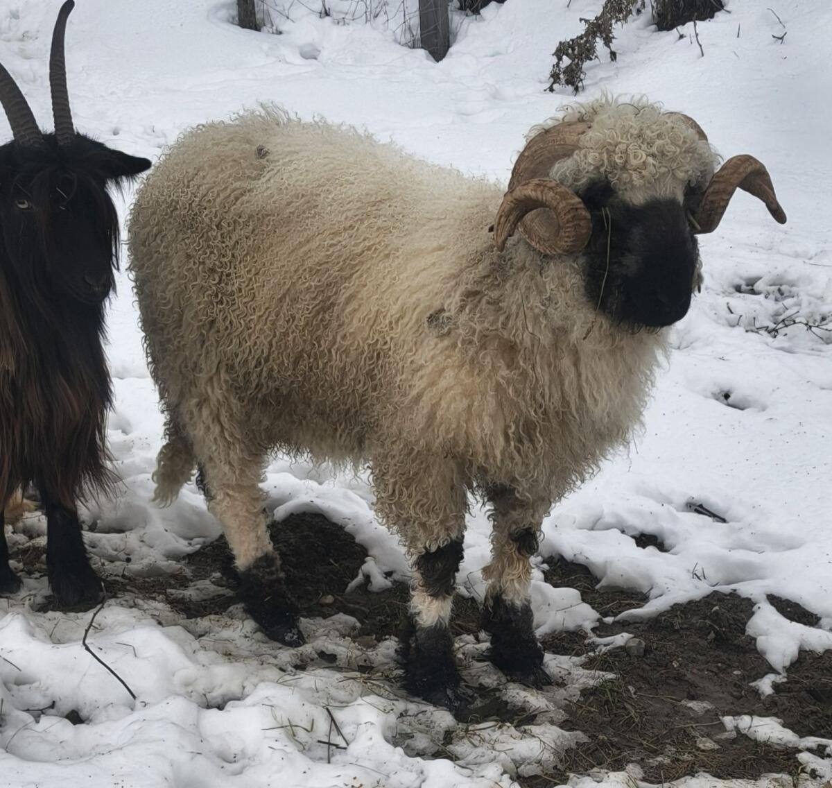 Walliser Schwarznasenwidder Herdbuch 2
