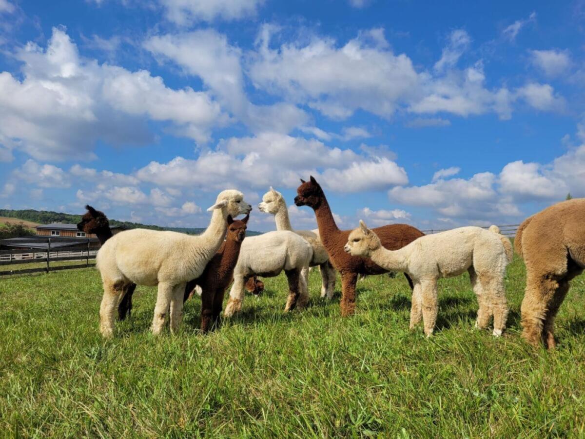 Alpaka, Huacaya Alpaca, Stuten, Hobbytiere, Wallach, Hengste 3