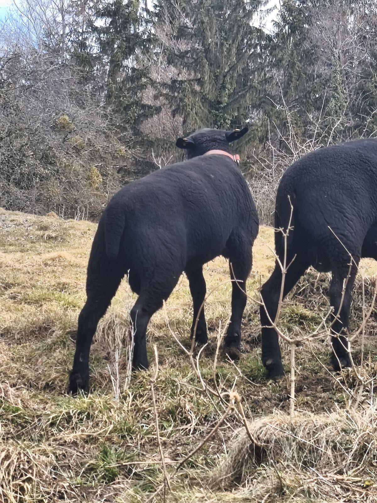 Gekörte Jura Widder 2