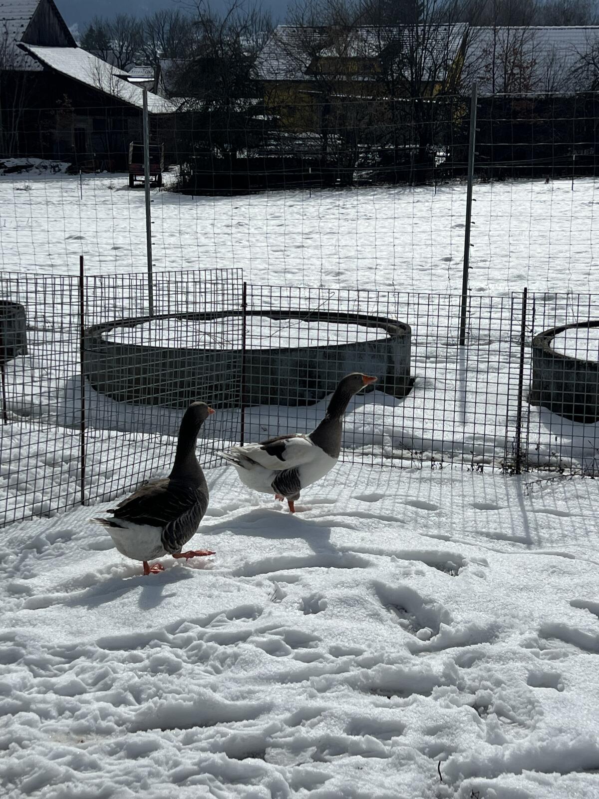 Zwei Land-Hausgans Mix Gänse 2