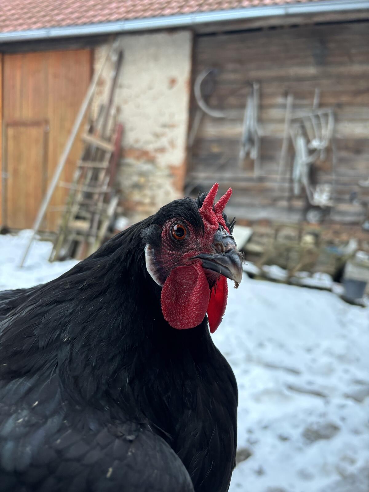 Ich biete Bruteier von La Fleche-Hennen an. 2