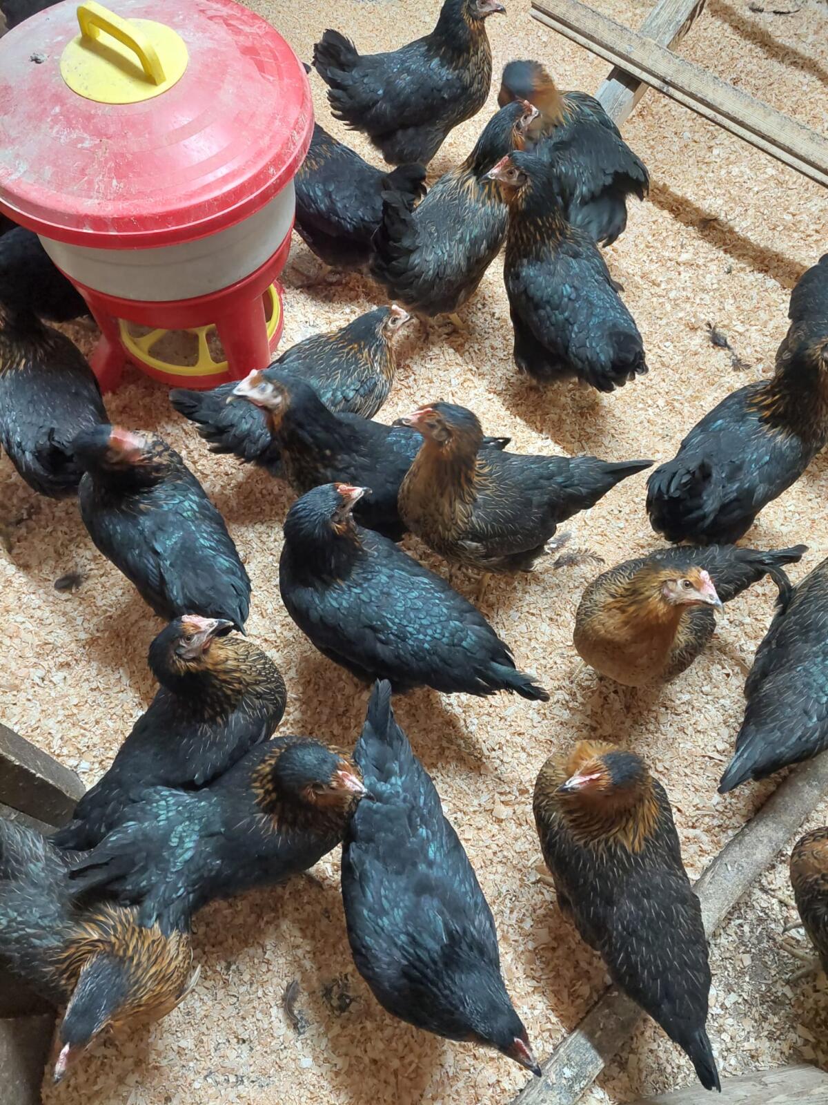 Legehühner Junghennen 2