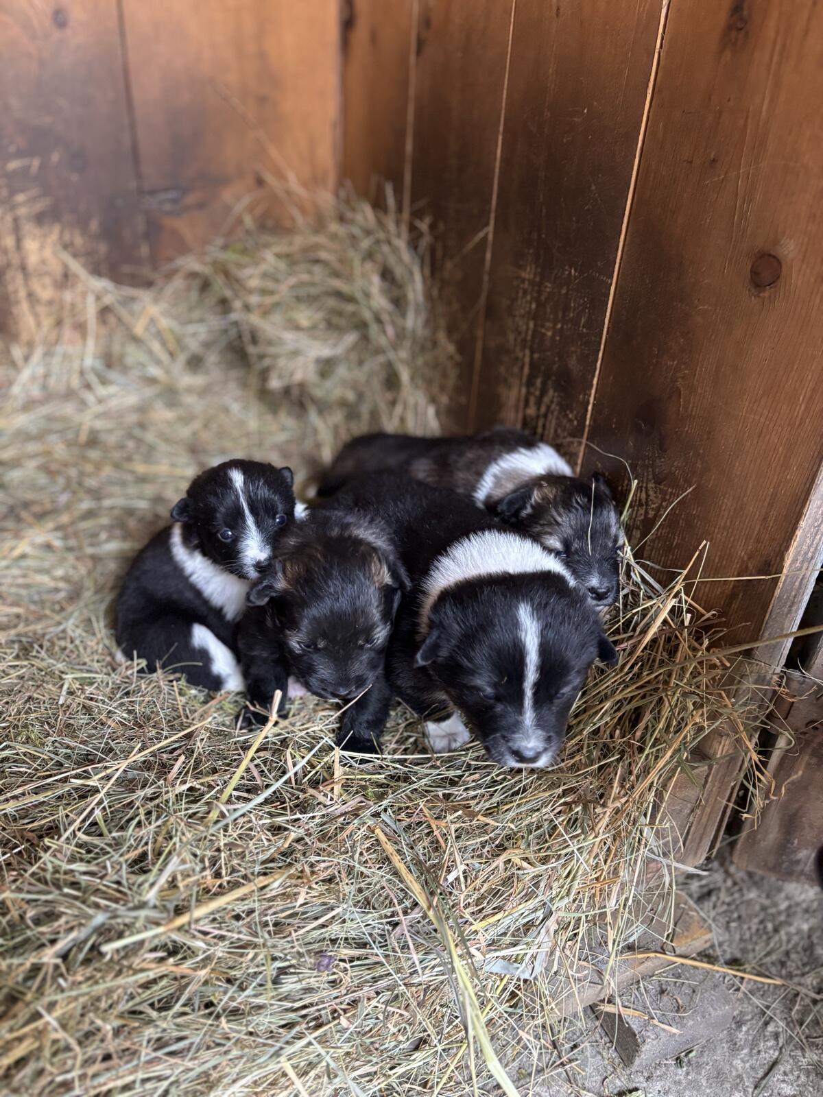 Tiroler Bergspitzwelpen 2