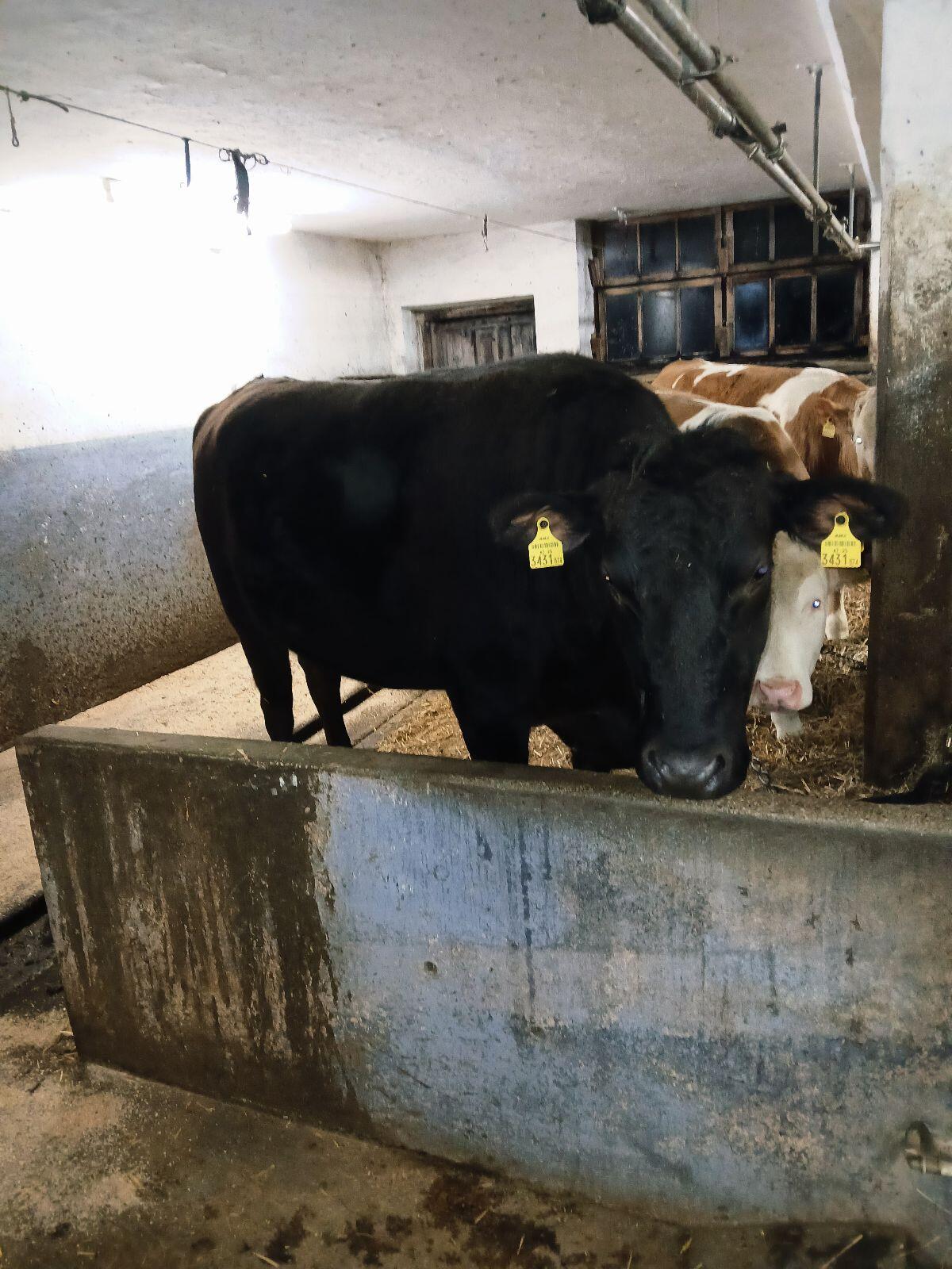 Wagyu Kuh 100% FB trächtig 2